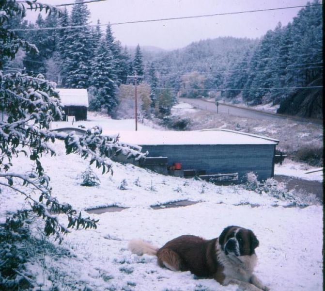 gal/Kryger Family Photos 1/igor_in_the_black_hills_snow.jpg